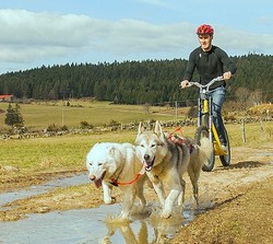 cani trottinette activité sportive